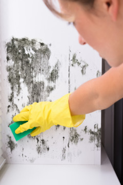 woman cleaning black mold 